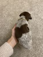 German Shorthaired Pointer Puppies Photos