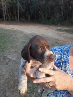German Shorthaired Pointer Puppies for sale in 2995 Red Hill Church Rd, Dunn, NC 28334, USA. price: NA