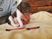 German Shorthaired Pointer Puppies for sale in Marion, OH 43302, USA. price: NA