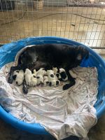 German Shorthaired Pointer Puppies for sale in Cynthiana, KY 41031, USA. price: NA