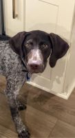 German Shorthaired Pointer Puppies for sale in Brookland, AR 72417, USA. price: NA