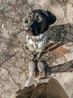 German Shorthaired Pointer Puppies for sale in Worthington, OH, USA. price: NA