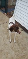 German Shorthaired Pointer Puppies for sale in Pontiac, IL 61764, USA. price: NA