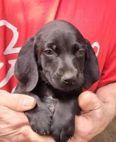 German Shorthaired Pointer Puppies for sale in Laingsburg, MI 48848, USA. price: NA