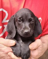 German Shorthaired Pointer Puppies for sale in Laingsburg, MI 48848, USA. price: NA