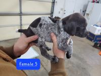German Shorthaired Pointer Puppies for sale in Anderson, SC, USA. price: NA