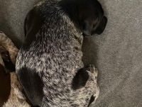 German Shorthaired Pointer Puppies for sale in Clarinda, IA 51632, USA. price: NA