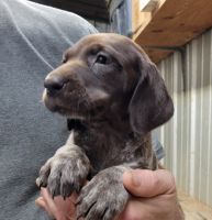 German Shorthaired Pointer Puppies for sale in Shaftsburg Rd, Michigan, USA. price: NA