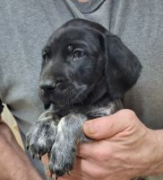 German Shorthaired Pointer Puppies for sale in Laingsburg, Michigan, USA. price: NA