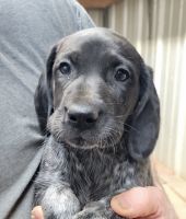 German Shorthaired Pointer Puppies for sale in Laingsburg, Michigan, USA. price: NA
