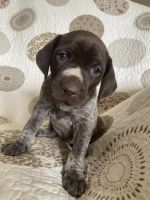 German Shorthaired Pointer Puppies for sale in Upton, KY 42784, USA. price: NA