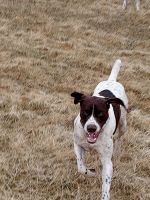 German Shorthaired Pointer Puppies for sale in Sterling Heights, MI, USA. price: NA