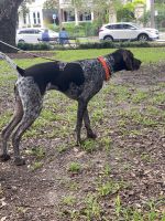 German Shorthaired Pointer Puppies for sale in Revere, MA, USA. price: NA