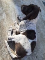 German Shorthaired Pointer Puppies for sale in Lafayette, CO, USA. price: NA
