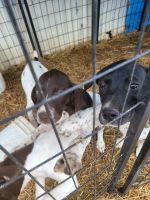German Shorthaired Pointer Puppies for sale in 20431 Fulda Pl, Callao, MO 63534, USA. price: NA