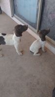 German Shorthaired Pointer Puppies for sale in Tubac, AZ, USA. price: NA