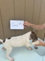 German Shorthaired Pointer Puppies for sale in Centreville, AL 35042, USA. price: NA