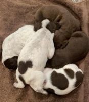 German Shorthaired Pointer Puppies for sale in Catlin, IL 61817, USA. price: NA