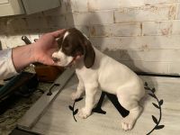German Shorthaired Pointer Puppies for sale in Dorothy, Weymouth, NJ 08317, USA. price: NA