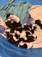 German Shorthaired Pointer Puppies for sale in Logan, OH 43138, USA. price: NA