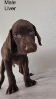 German Shorthaired Pointer Puppies for sale in Oak Glen, CA 92399, USA. price: NA
