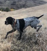 German Shorthaired Pointer Puppies for sale in Heppner, OR 97836, USA. price: NA