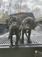 German Shorthaired Pointer Puppies for sale in Lebanon, KY 40033, USA. price: NA