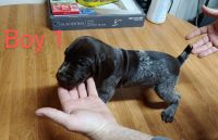 German Shorthaired Pointer Puppies for sale in Des Plaines, IL, USA. price: NA