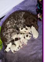 German Shorthaired Pointer Puppies for sale in Mapleton, MN 56065, USA. price: NA