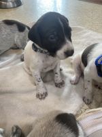 German Shorthaired Pointer Puppies for sale in Riverview, MI, USA. price: NA