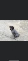 German Shorthaired Pointer Puppies for sale in Arlington, TX, USA. price: NA