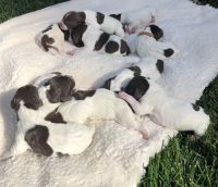 German Shorthaired Pointer Puppies for sale in Roseville, CA, USA. price: NA