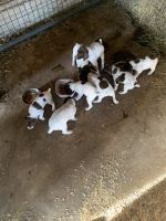 German Shorthaired Pointer Puppies for sale in Perry, OK 73077, USA. price: NA