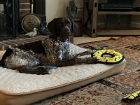 German Shorthaired Pointer Puppies for sale in Mooresville, NC, USA. price: NA