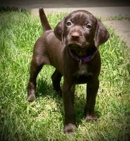 German Shorthaired Pointer Puppies for sale in Moreno Valley, CA, USA. price: NA