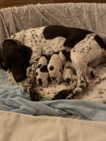 German Shorthaired Pointer Puppies for sale in Spencer, MA 01562, USA. price: NA