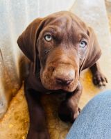 German Shorthaired Pointer Puppies for sale in Terra Bella, CA 93270, USA. price: NA