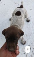 German Shorthaired Pointer Puppies for sale in Orland, CA 95963, USA. price: NA