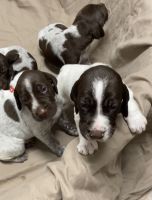 German Shorthaired Pointer Puppies for sale in Placerville, CA 95667, USA. price: NA