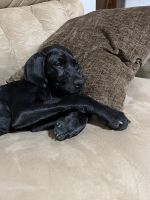 German Shorthaired Pointer Puppies for sale in Flowery Branch, GA, USA. price: NA