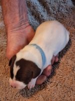 German Shorthaired Pointer Puppies for sale in Wolcott, NY 14590, USA. price: NA