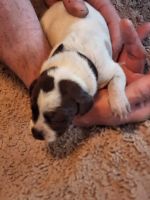 German Shorthaired Pointer Puppies Photos