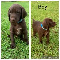 German Shorthaired Pointer Puppies for sale in Nashville, TN, USA. price: NA
