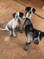 German Shorthaired Pointer Puppies for sale in McDonough, GA 30253, USA. price: NA