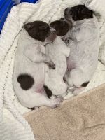 German Shorthaired Pointer Puppies for sale in Zachary, LA 70791, USA. price: NA