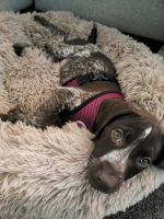 German Shorthaired Pointer Puppies for sale in Metuchen, NJ 08840, USA. price: NA