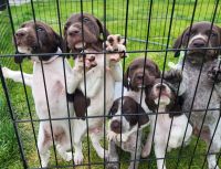German Shorthaired Pointer Puppies for sale in Waitsburg, WA 99361, USA. price: NA