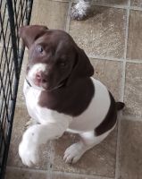 German Shorthaired Pointer Puppies for sale in Ephrata, WA 98823, USA. price: NA