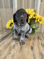 German Shorthaired Pointer Puppies for sale in Glennville, GA 30427, USA. price: NA