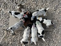 German Shorthaired Pointer Puppies for sale in Pearland, TX, USA. price: NA
